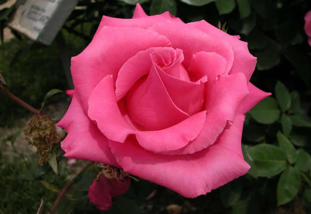 Rosa8